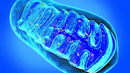 Medycyna mitochondrialna - trochę przystępnej teorii